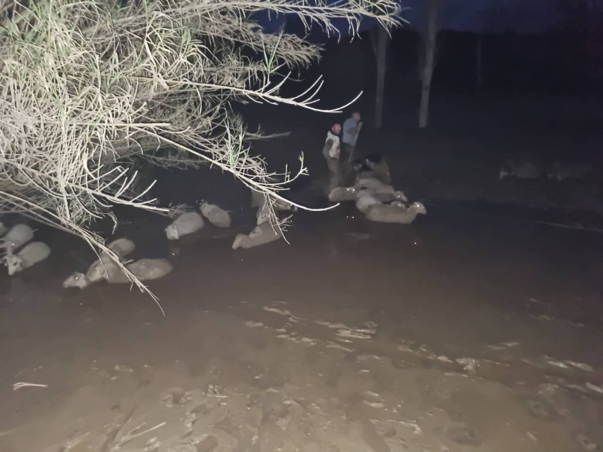 Korktular kaçtılar çamura saplandılar; 2'si telef oldu