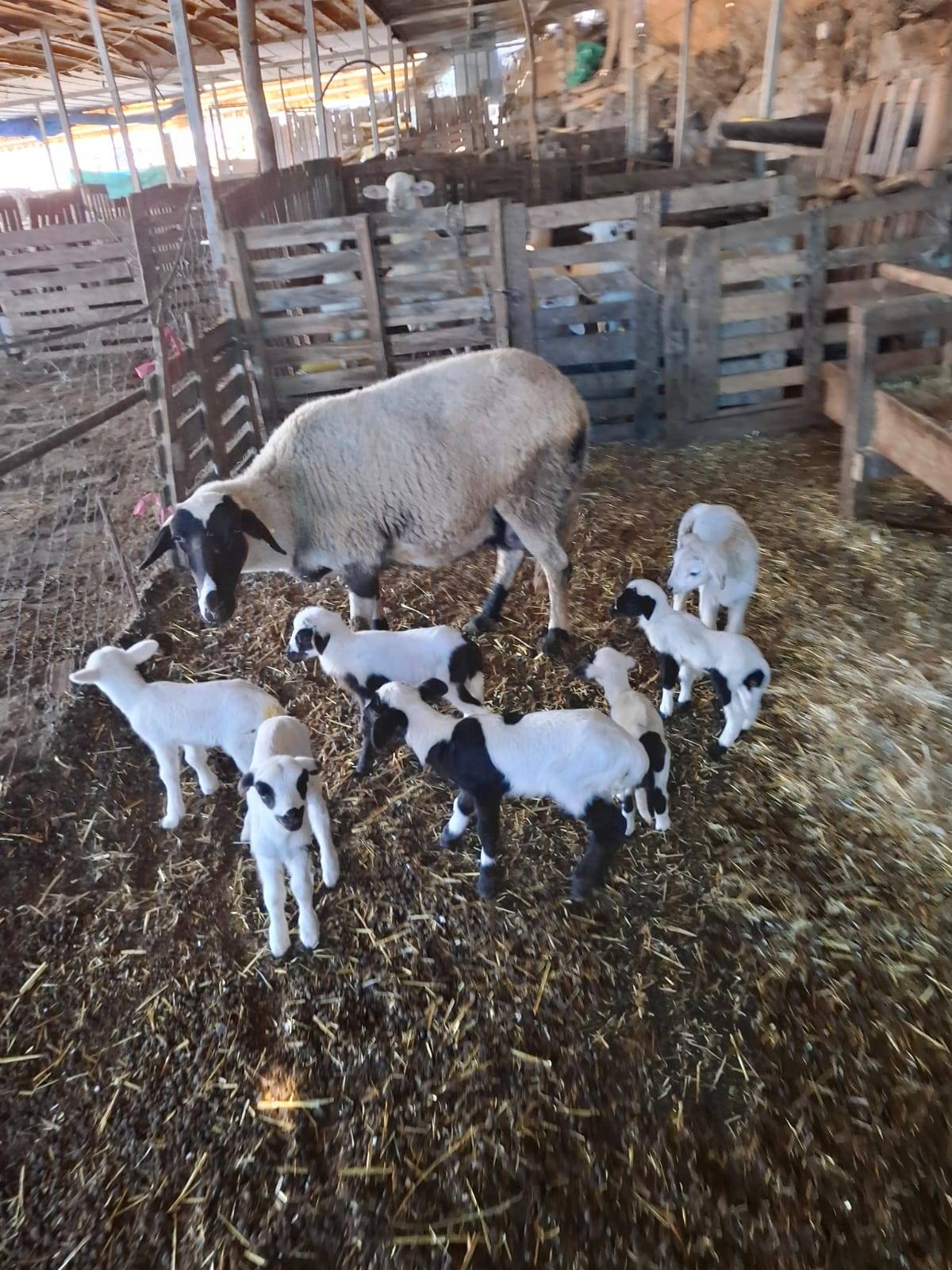 Hobi olarak 4 koyunla başladılar 600 hayvana ulaştılar