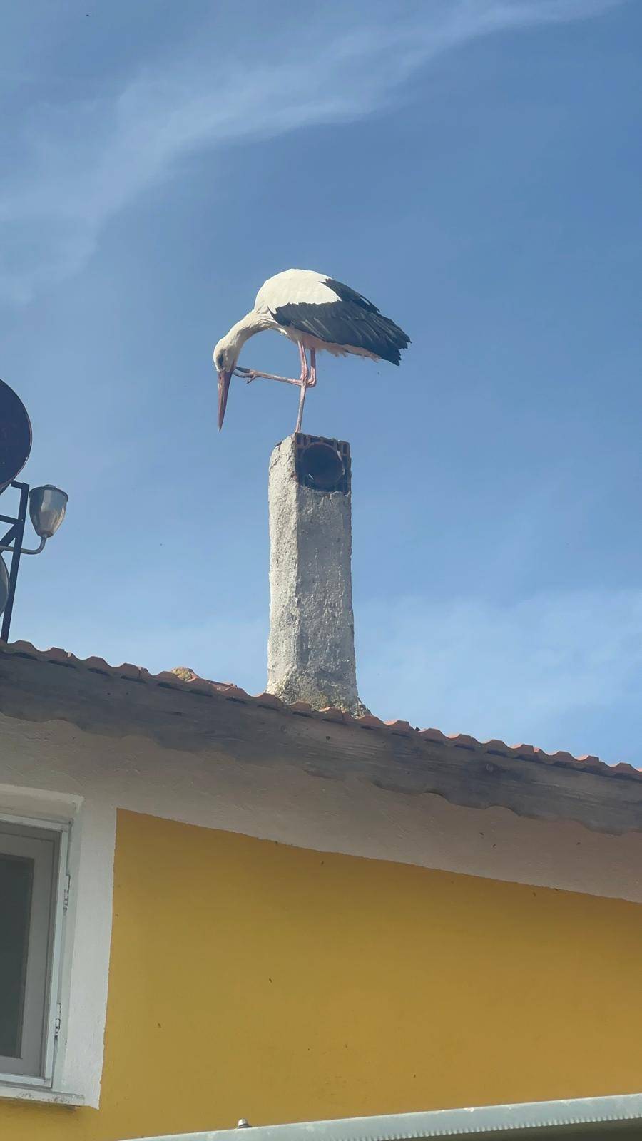 Eşi geldi gözler Yaren leylekte