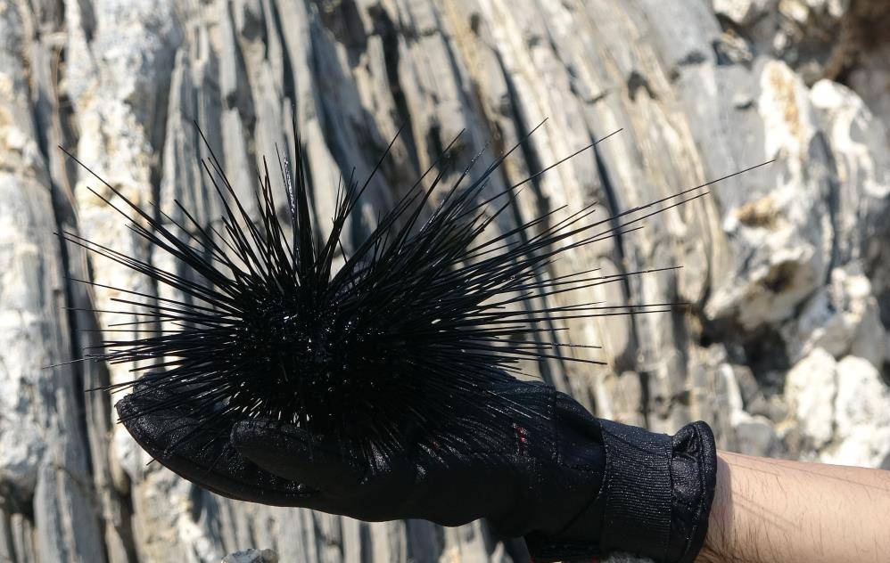 Marmara'nın denizkestanesi avcılığına açılmasına tepki