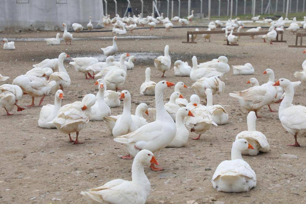 Ordu'daki destekli kaz yetiştiriciliği kazanç kapısı oldu
