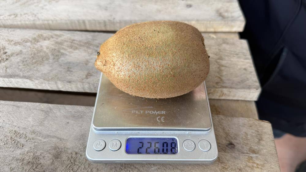 İznik kivilerinin 5'i bir kilogram geliyor