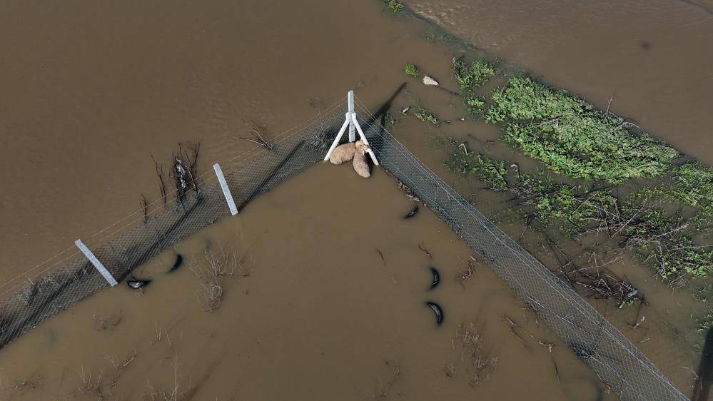 Meriç Nehri taştı tarım alanları su altında kaldı