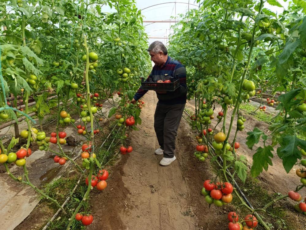 Kaplıca suyuyla üretilen domatesler yaz lezzetini aratmıyor