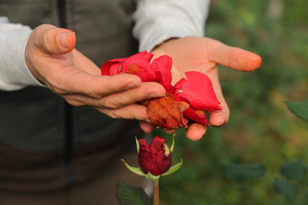 14 Şubat sevgili güllerini don vurdu üretim azaldı