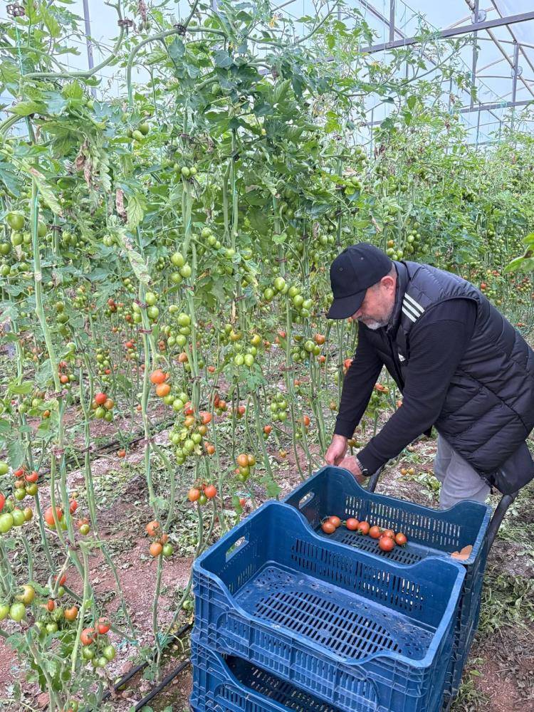 Çiftçinin N'Golo Kante hayranlığı domates kasalarına yansıdı
