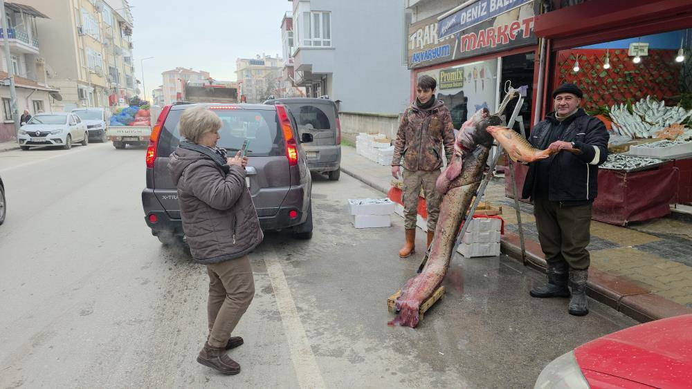 Nehir taştı; 102 kiloluk yayın balığı kıyıya vurdu