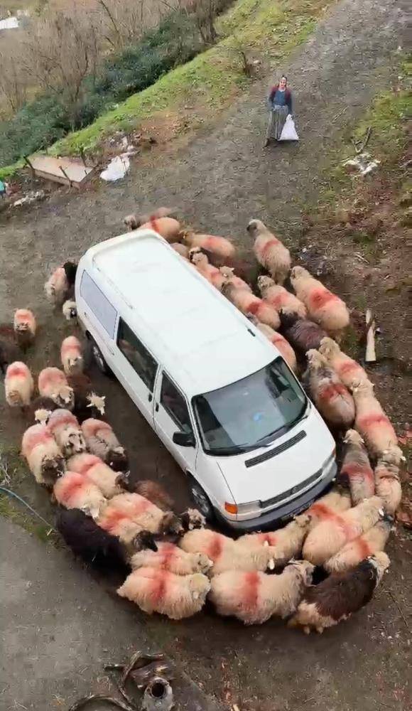 Koyun sürüsü minibüs çevresinde dakikalarca döndü