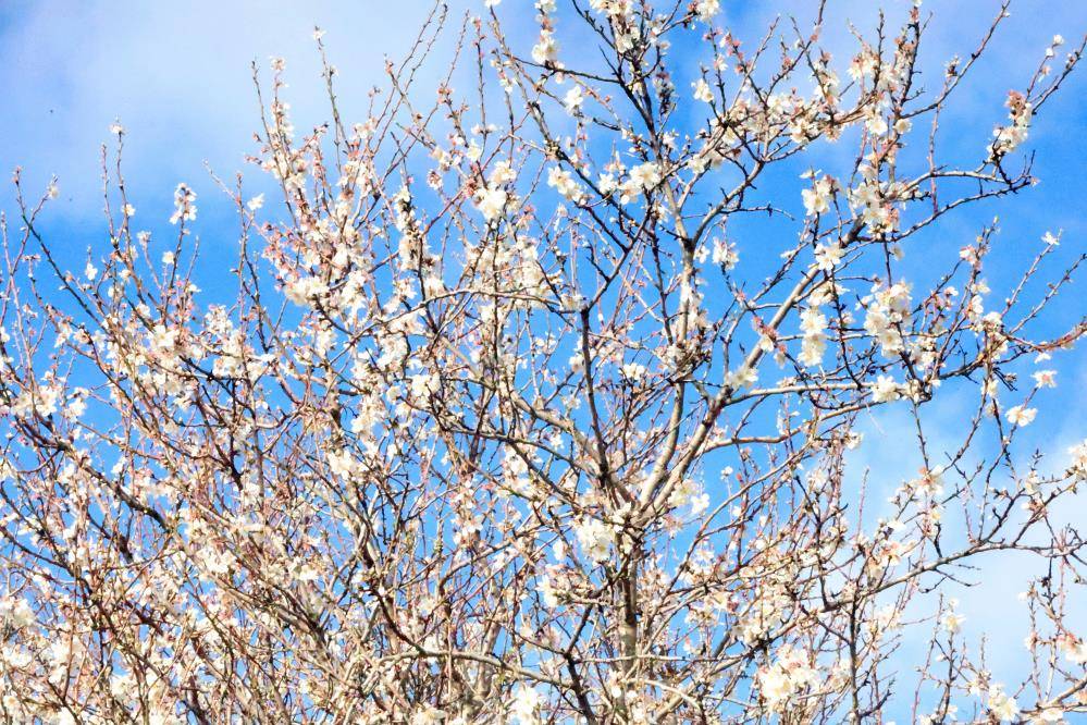 Badem ve erik ağaçları çiçek açtı; ilk cemre havaya düştü