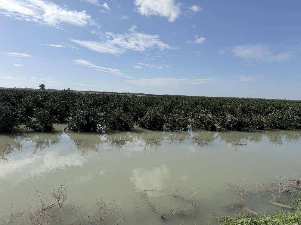 Seyhan Nehri taştı tarım arazileri su altında kaldı