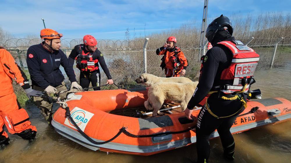 Edirne'de su altında kalan hayvanlar kurtarıldı