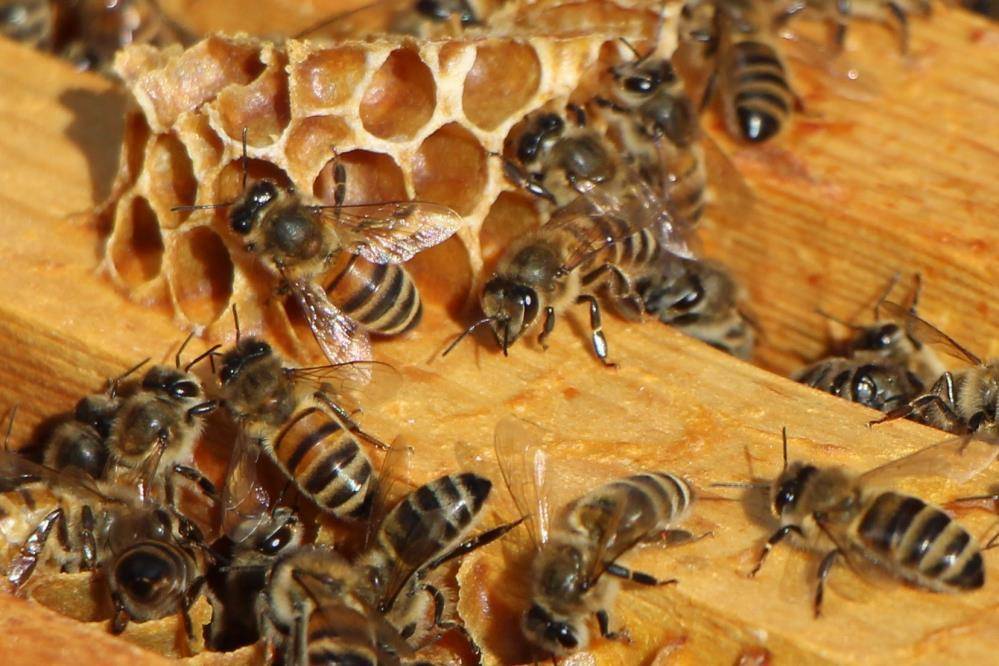 Arılar hangi partide daha çok bal yapacak merak konusu