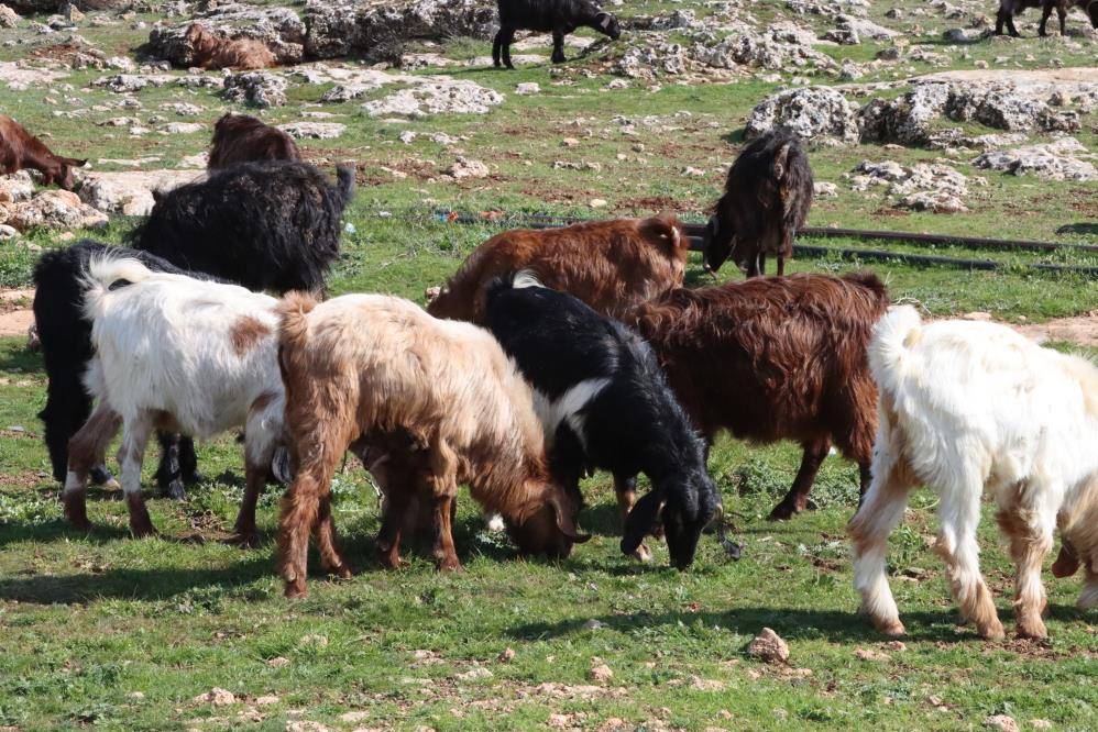 Şanlıurfa'da beyazın yerini yeşillik aldı; besiciler mutlu