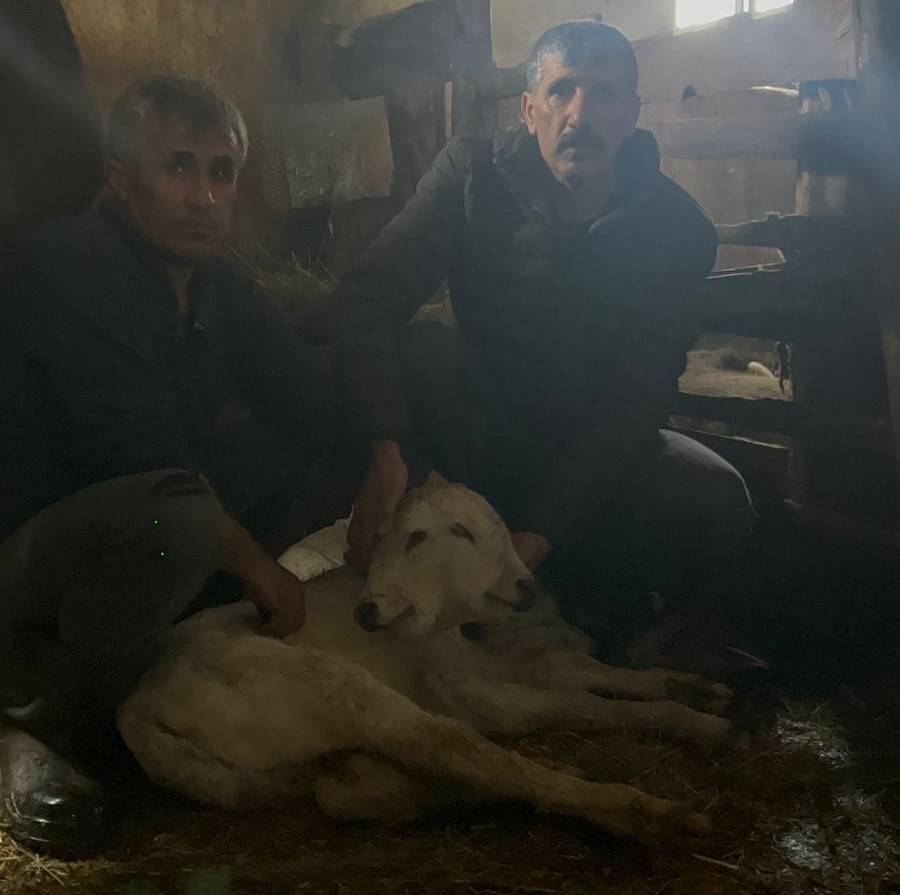 Erzurum'da çift başlı buzağı doğdu
