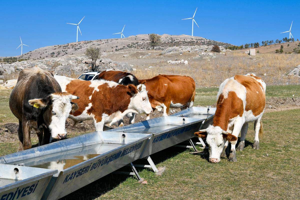 TÜİK: Türkiye'de hayvan sayısı arttı