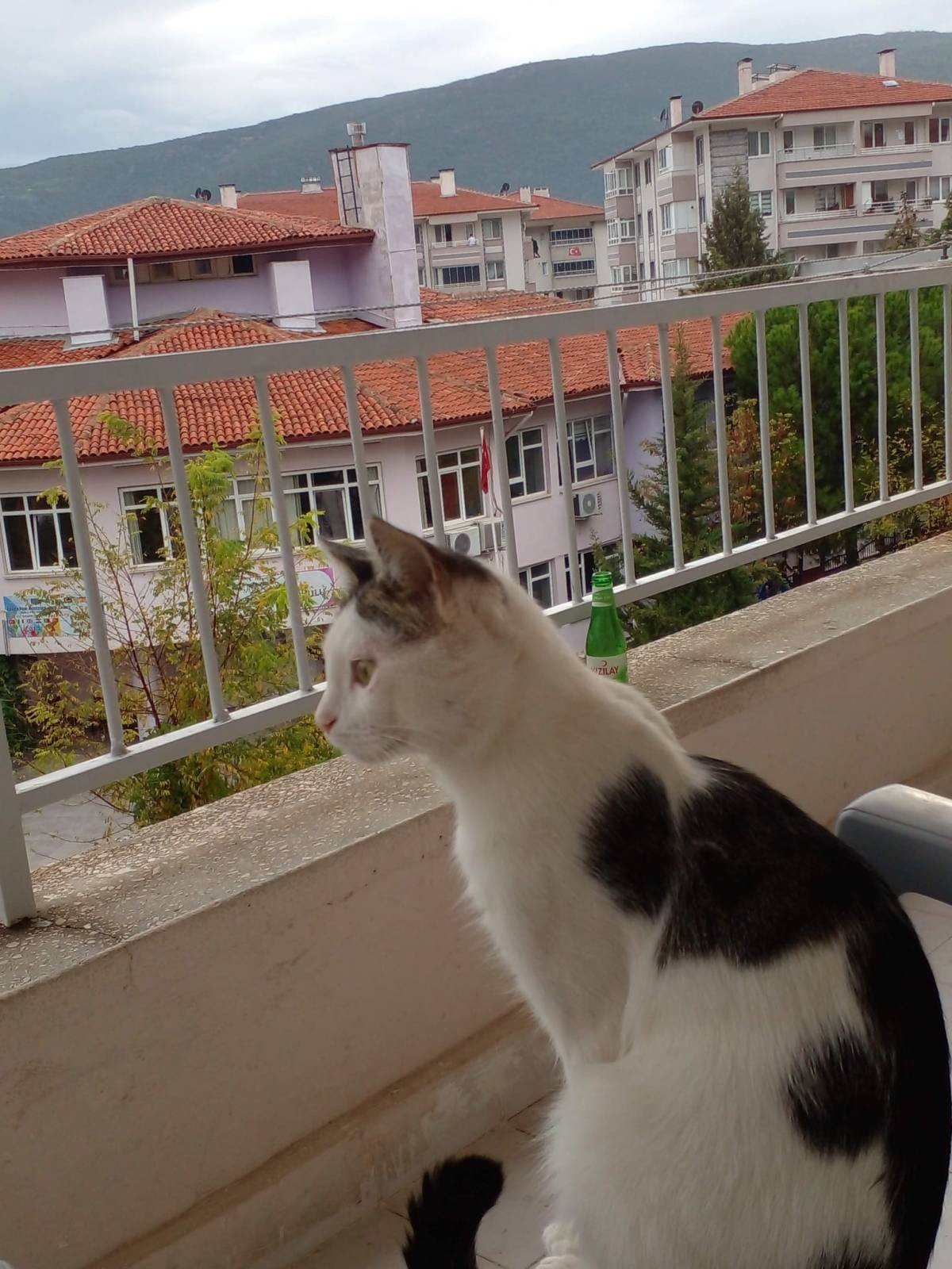 Kaybolan kedisi için binlerce kilometre yol yaptı