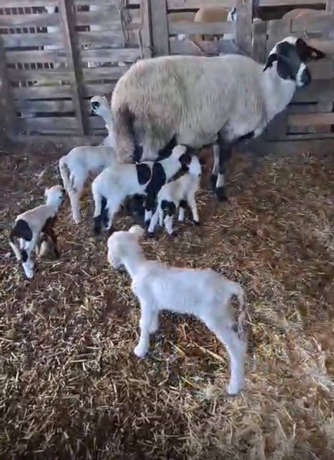 Denizli'deki dokuz kardeşlerden kötü haber var