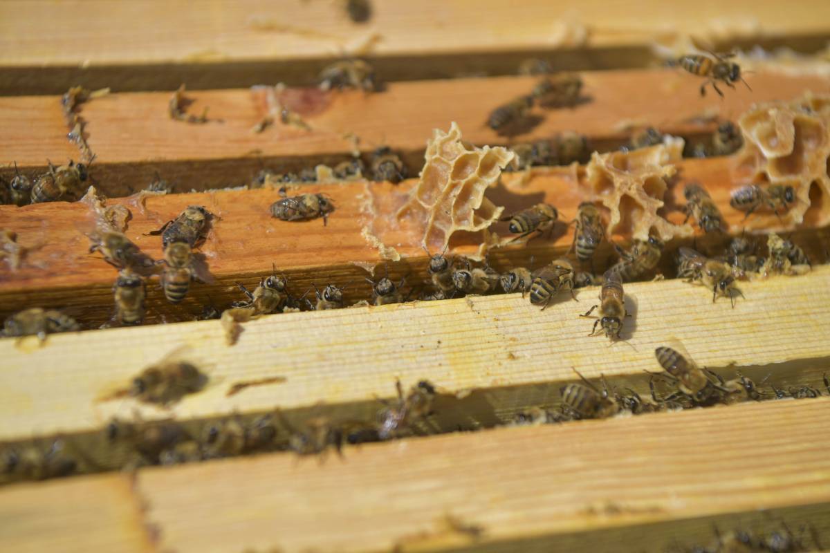 Kayseri Büyükşehir'in 