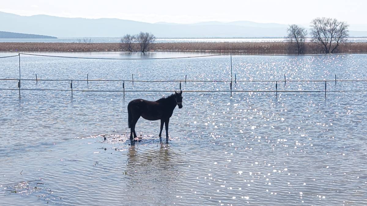 Milyonluk yarış atları da Uluabat Gölü'nün sularıyla buluştu