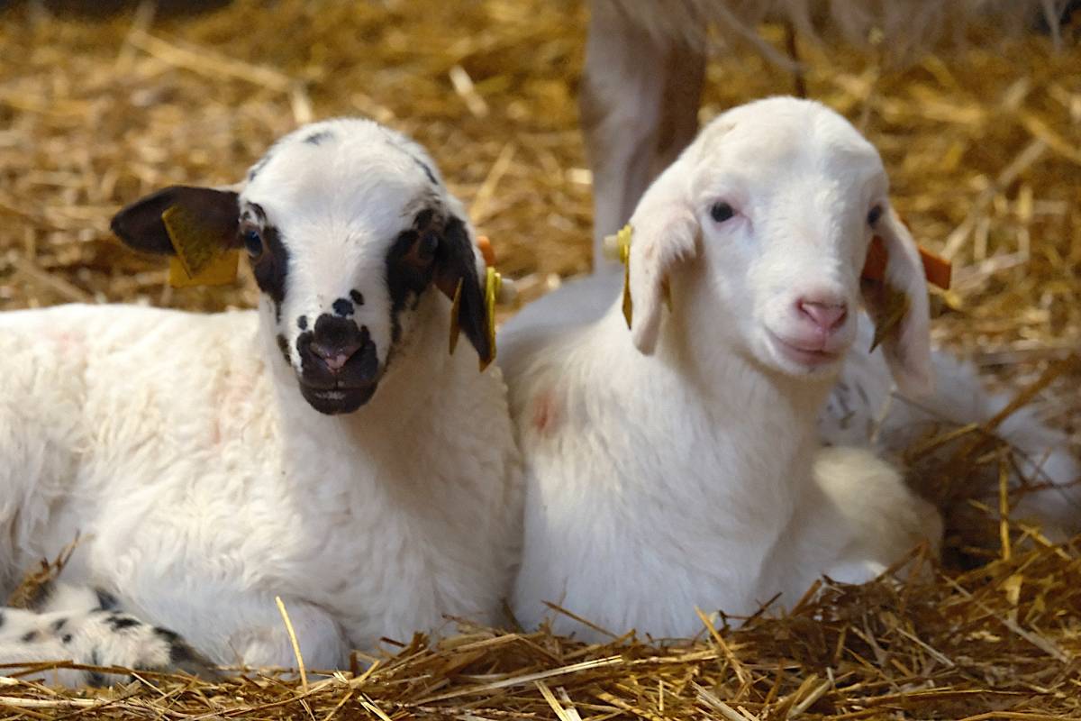 Koyunlara suni tohumlama geliyor