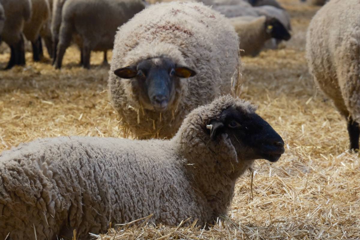 Yılların merinosuna yeni etçil rakip geldi; Bandırma koyunu