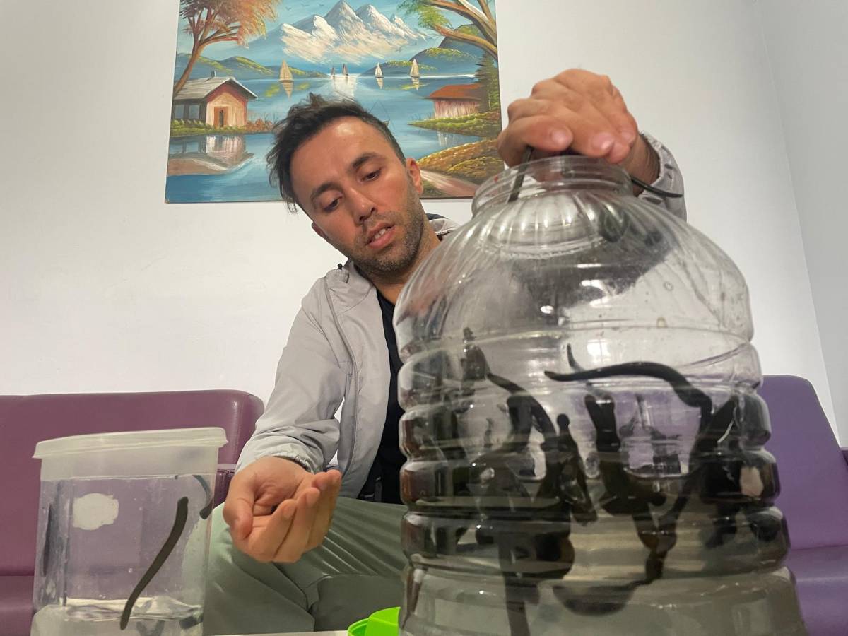 Mezbaha kanıyla besleniyor, birçok hastalığa şifa oluyorlar