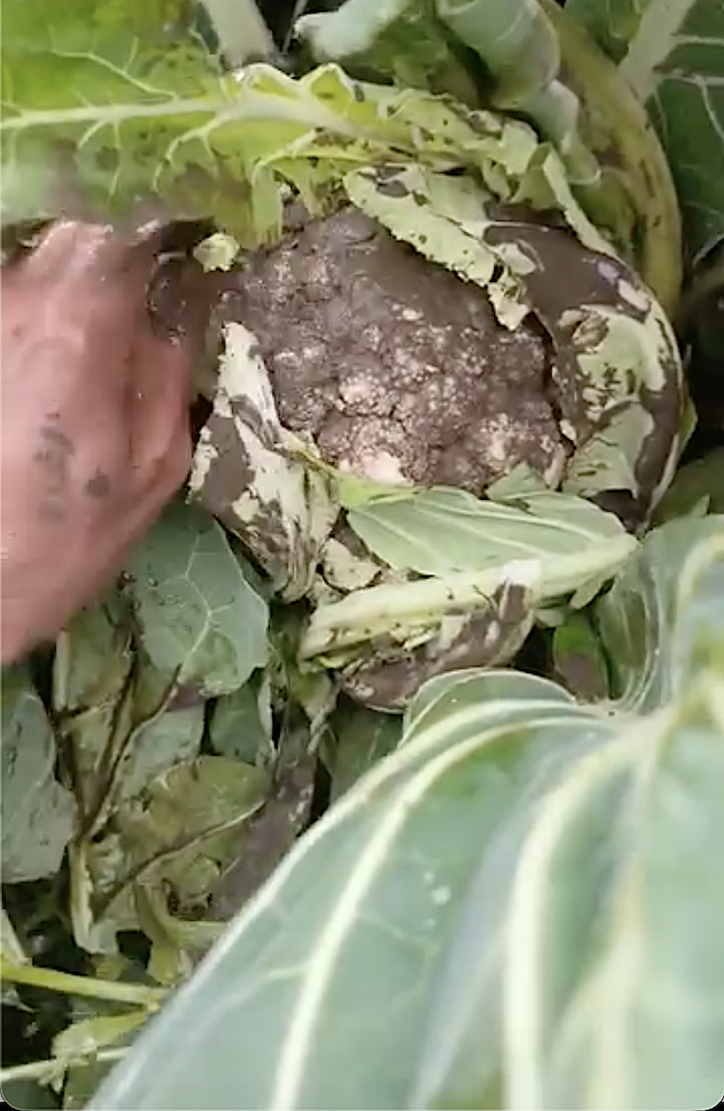 Kar beyazıydı su bastı çamura bulandı