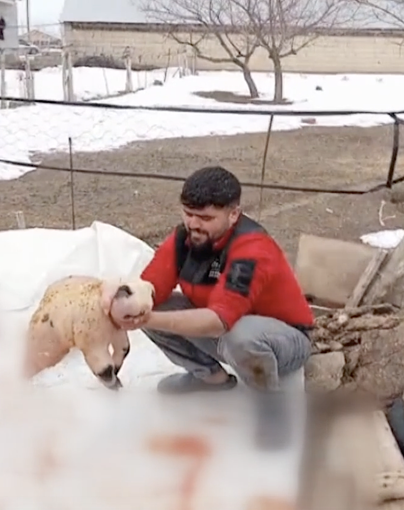 Ölü doğan ve panda yavrusuna benzeyen kuzu şaşırttı