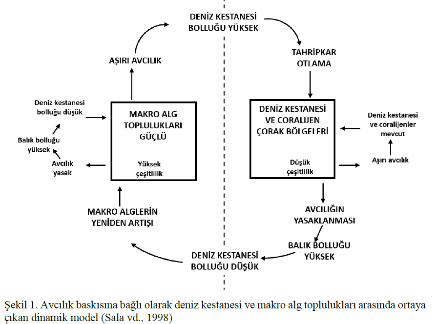 Marmara'nın denizkestanesi avcılığına açılmasına tepki