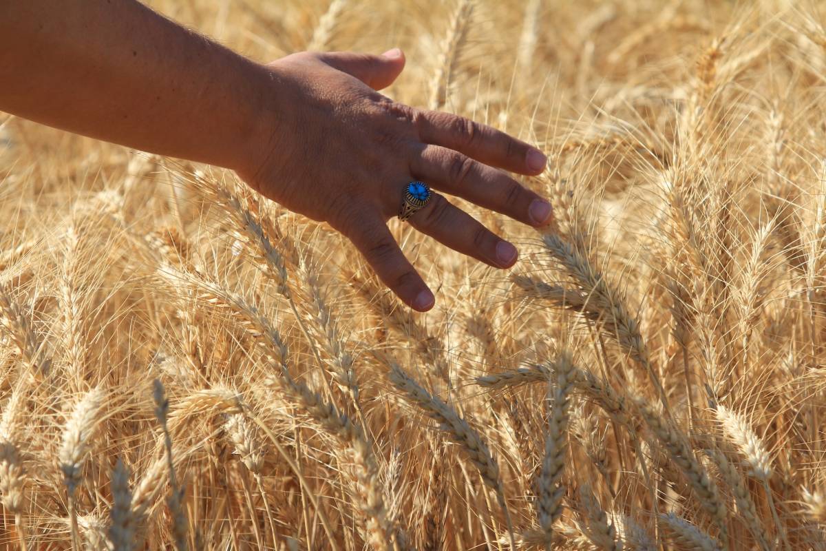 Dünya tahıl üretiminde bolluk ve rekor sezonu yaşanıyor