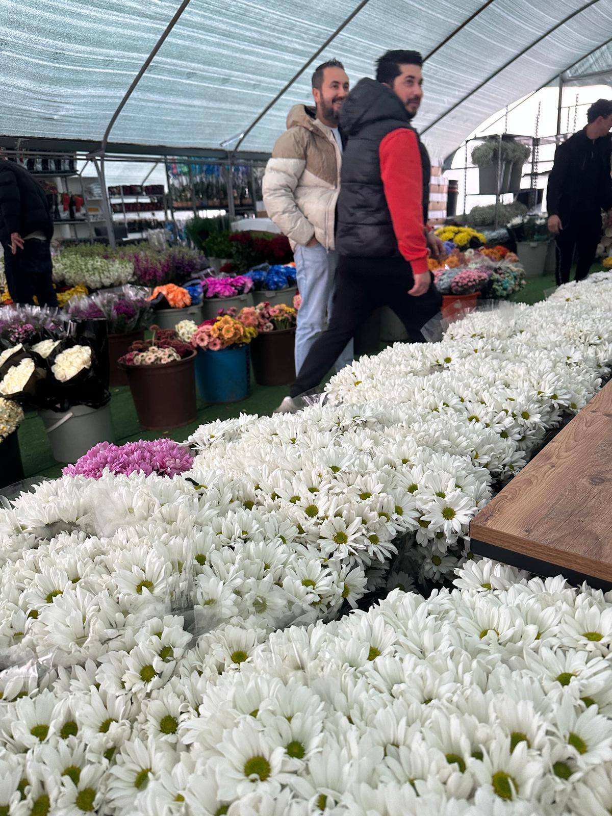 Kırmızı gülü yağış vurdu; Kenya ve Uganda gülleri revaçta