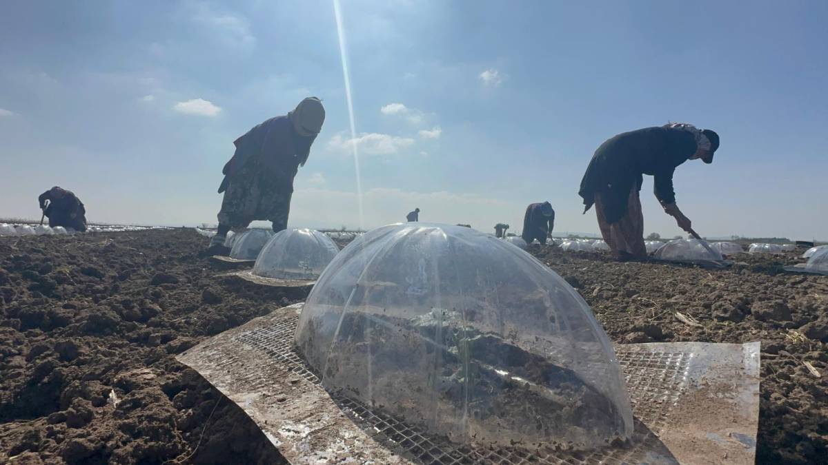 Karacabey Ovası'nda turfanda karpuz ekimi başladı