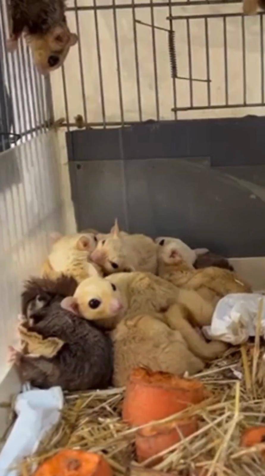 Isparta'da 33 şeker planörü ele geçirildi