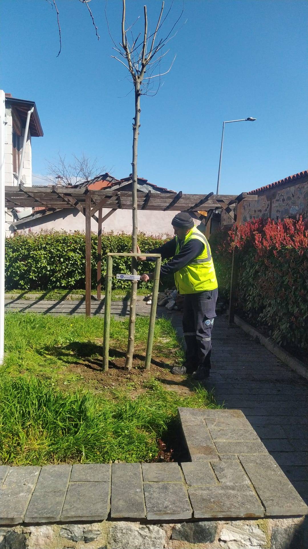 Bursa’nın fethinin 700. yılında 700 çınar toprakla buluşuyor