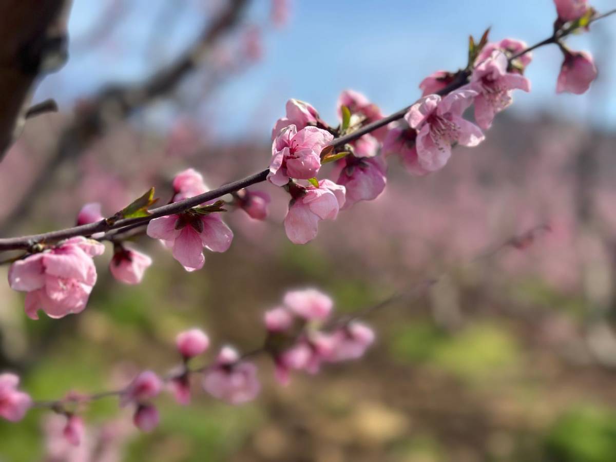 Siyahların ardında açan pembe şeftali çiçekleri