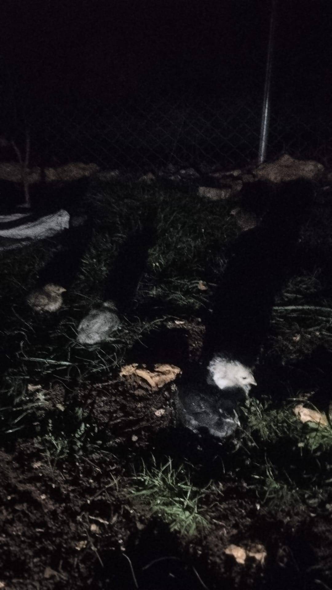 Bursa'da yangında 250 tavuk, 150 civciv, 180 kaz telef oldu