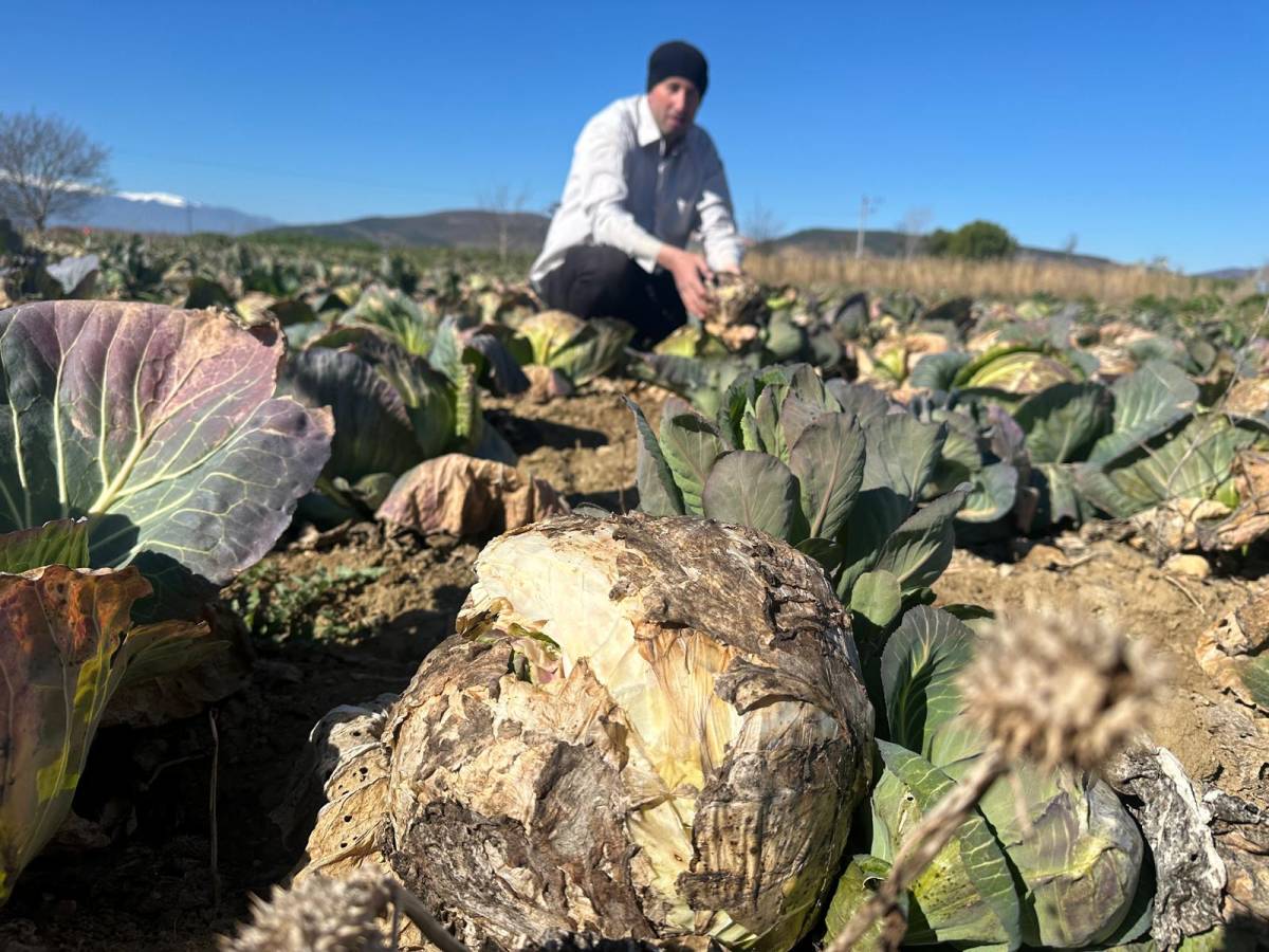 Pazarda 70 lira ama yüzbinlercesi tarlada çürüdü