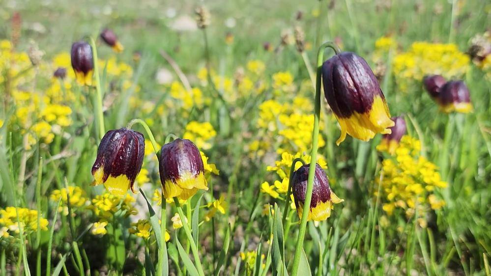 Sadece 20 gün çiçek açıyor koparmanın cezası 700 bin lira