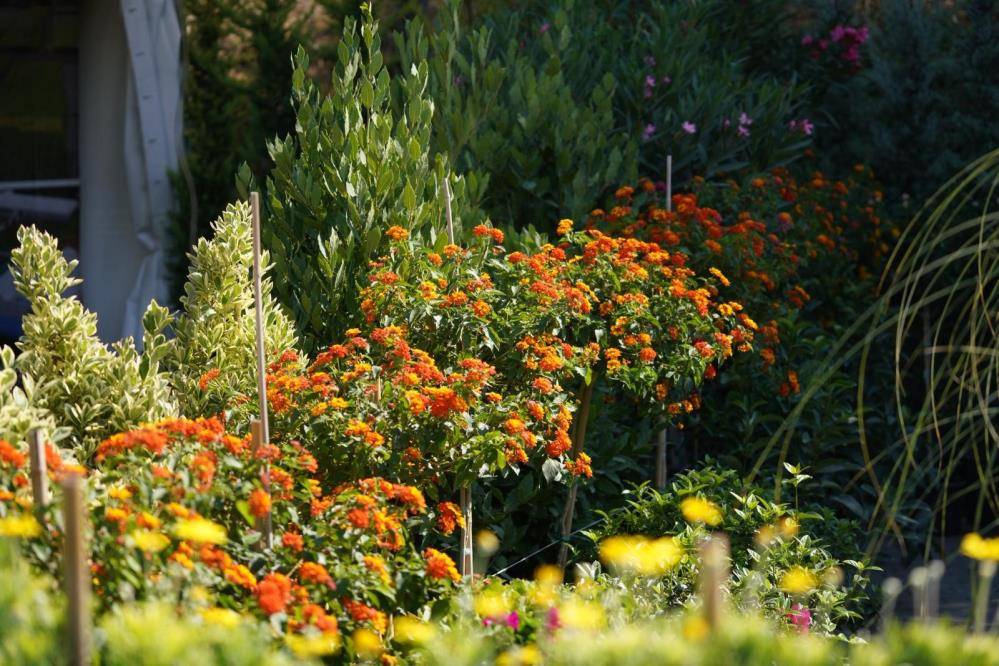 Süs bitkileri kooperatifinden Balıkesir Büyükşehir'e haciz