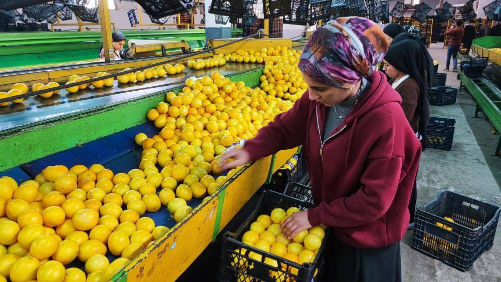 Limonda gümrük vergisinin düşürülmesine tepkiler