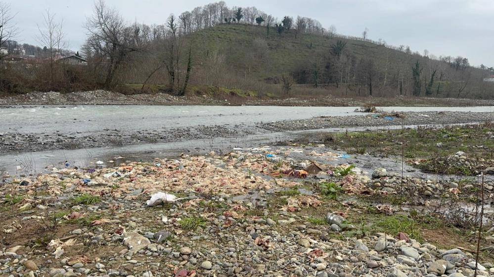 Tavuk leşlerini dere kenarına atan firmaya 488 bin lira ceza