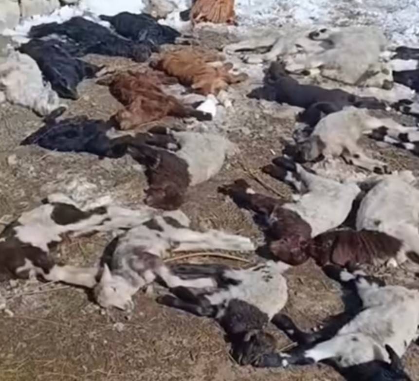 Ahırda feci yangın: 67 küçükbaş ve bir inek telef oldu