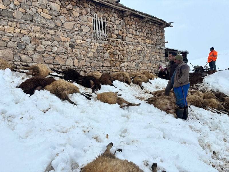 Erzincan'da yemi yiyen 80 koyun olduğu yere yığıldı