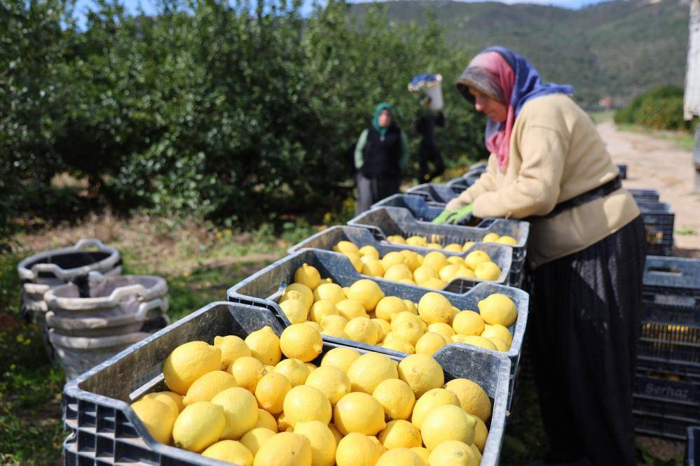 Limonda üretici fiyatları yıllık yüzde 410 yükseldi