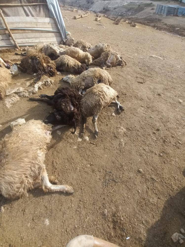 Kurt panik yarattı; birbirini ezen koyunlardan 64'ü öldü