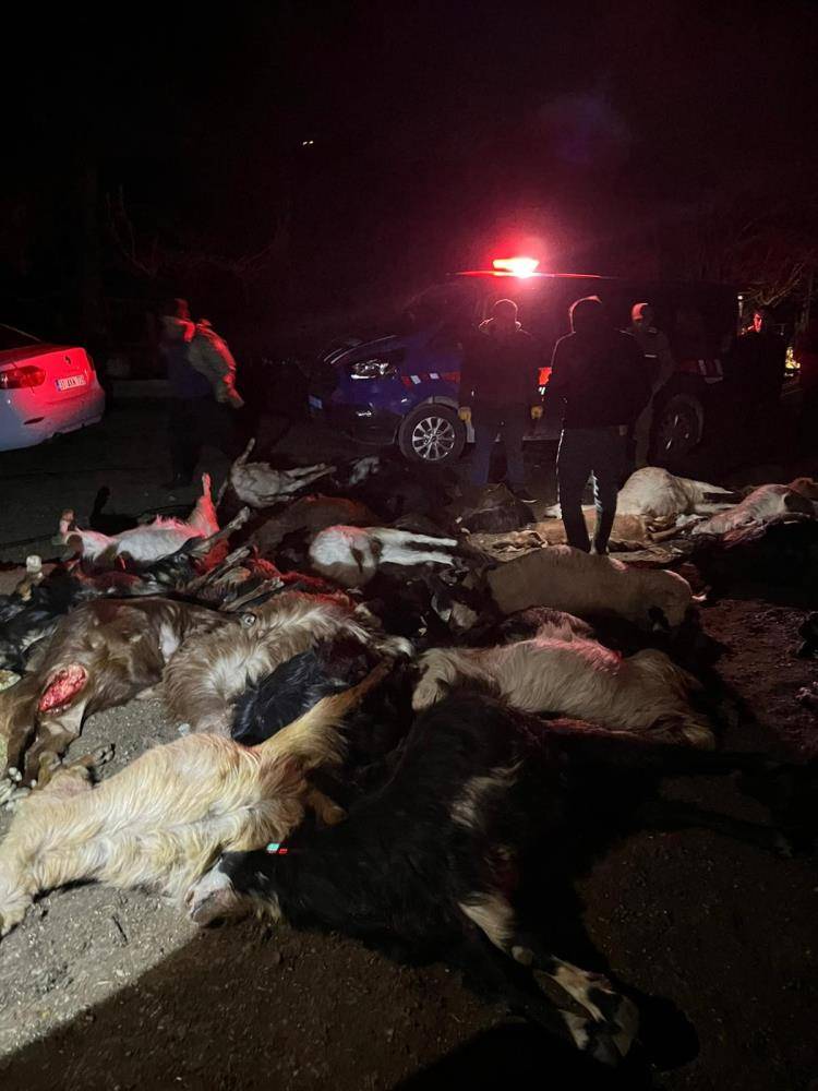 Su birikintisinden su içen 43 keçi öldü