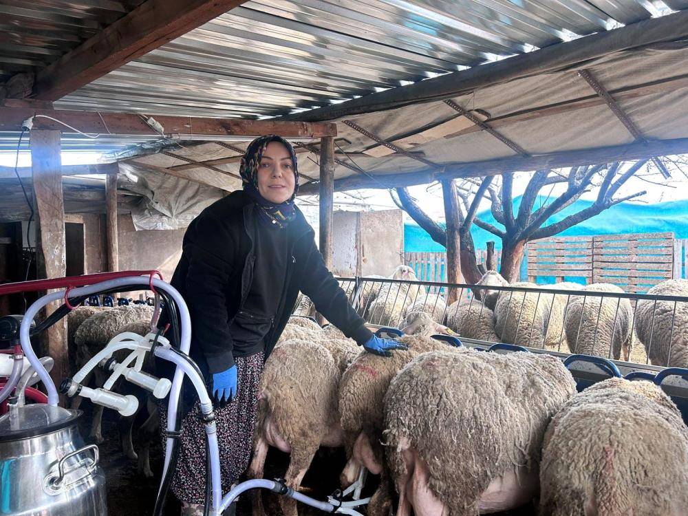 Hayvancılığa 3 Fransız koyunuyla başladılar, büyüyorlar