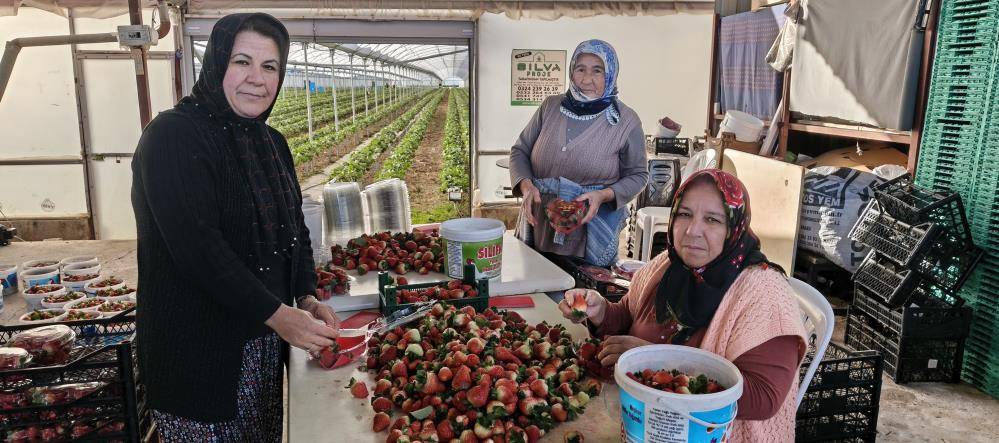 Kadın tarım işçileri 8 Mart'a çilek toplayarak geçirdi