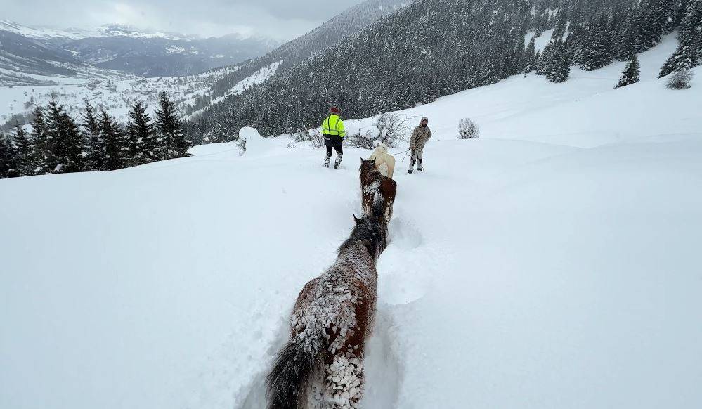 Artvin'de karla kaplı kesimde mahsur kalan 3 at kurtarıldı
