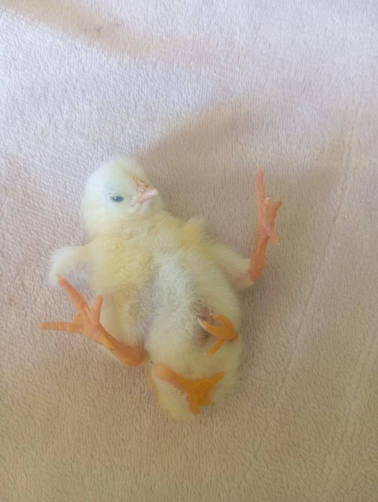 Dört ayaklı civciv şaşırttı